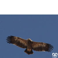 گونه عقاب شاهی Eastern Imperial Eagle